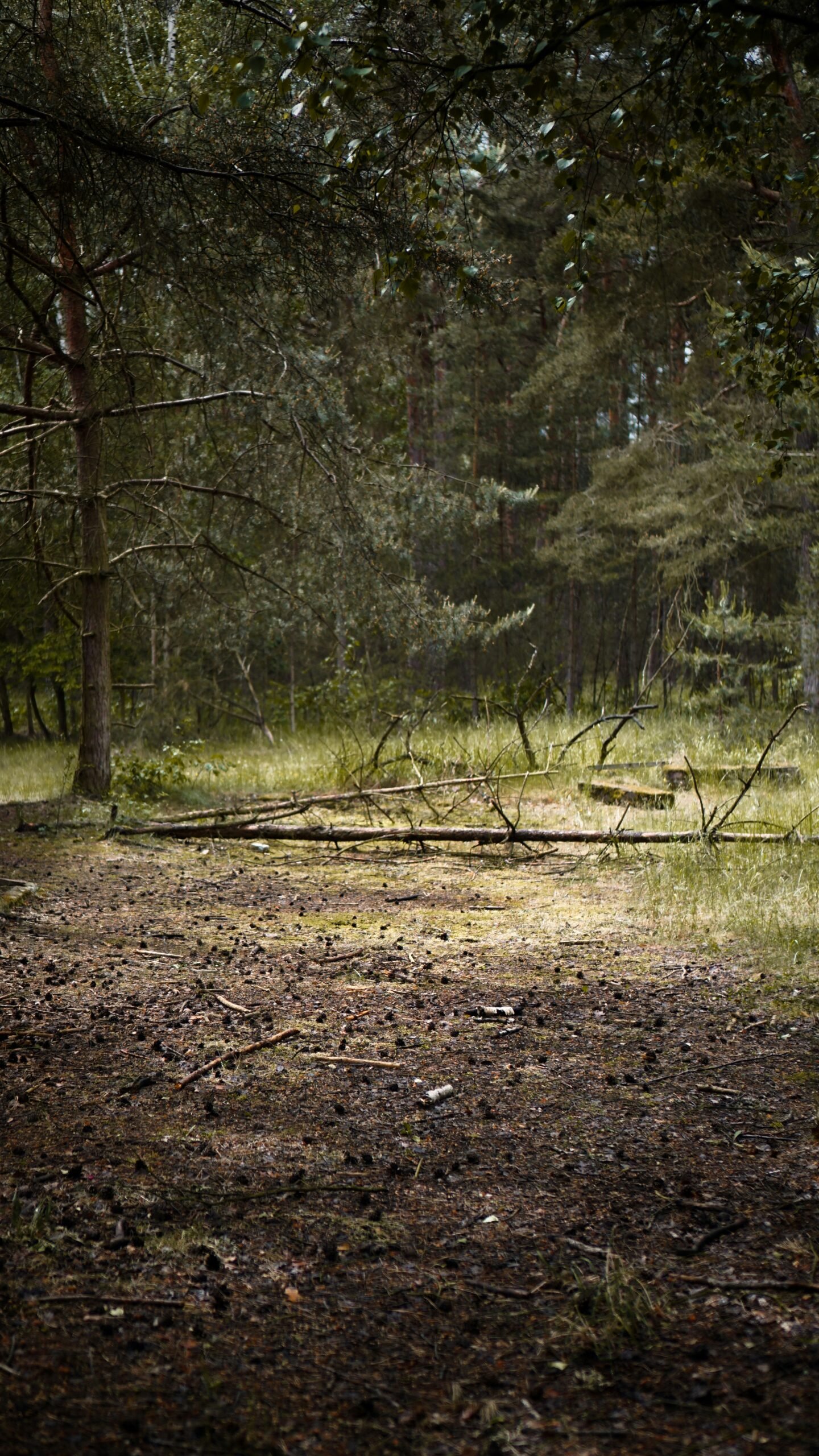 a forest filled with lots of trees and grass